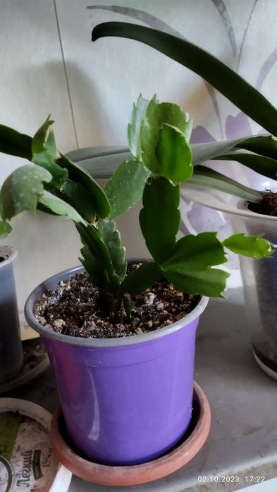 Комнатные цветы на продажу