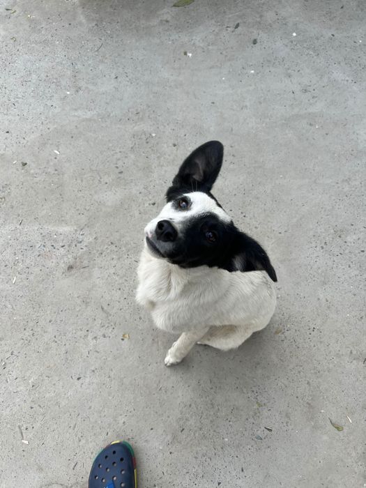 Собаки щенки маленькие