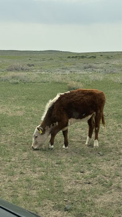 Продаются телята годовалые