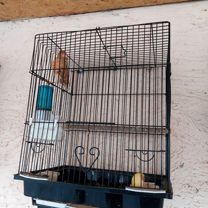 Прадётся канарейка самец