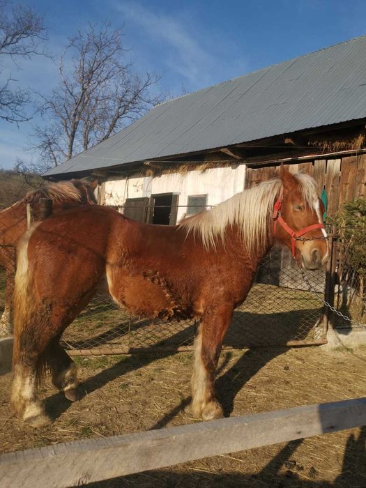 Manza tanara doi ani