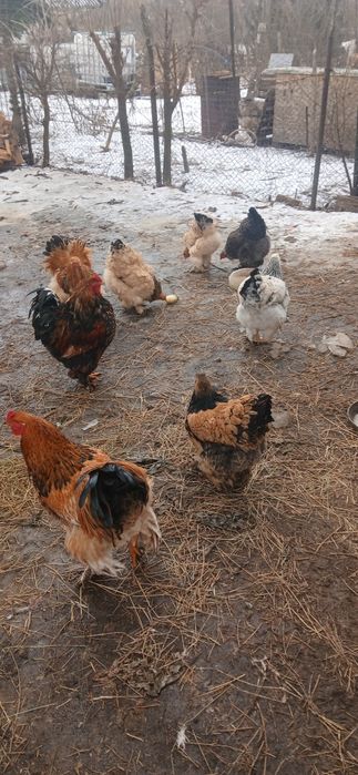 Ouă pentru incubat de la găini brahma