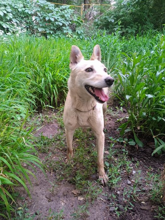 Ласковая собака ищет дом