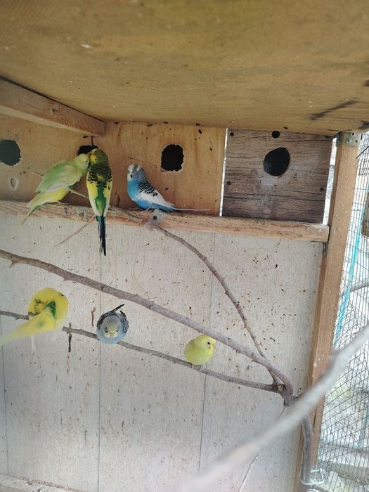 Кушлар сотилади.