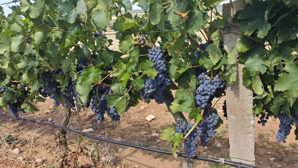Продавам винено грозде собствено производство