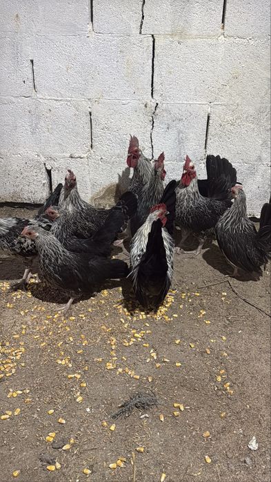 куры карликовые шабо