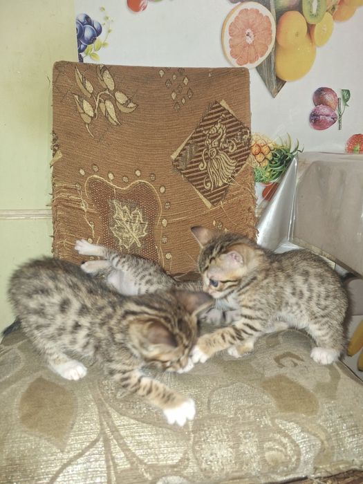 Помесь бенгальских котят