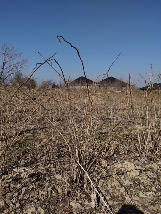 Рассада малина сорт красная шапочка сладкий
