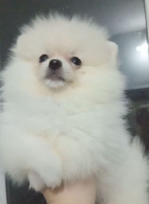 Щенки шпица мини