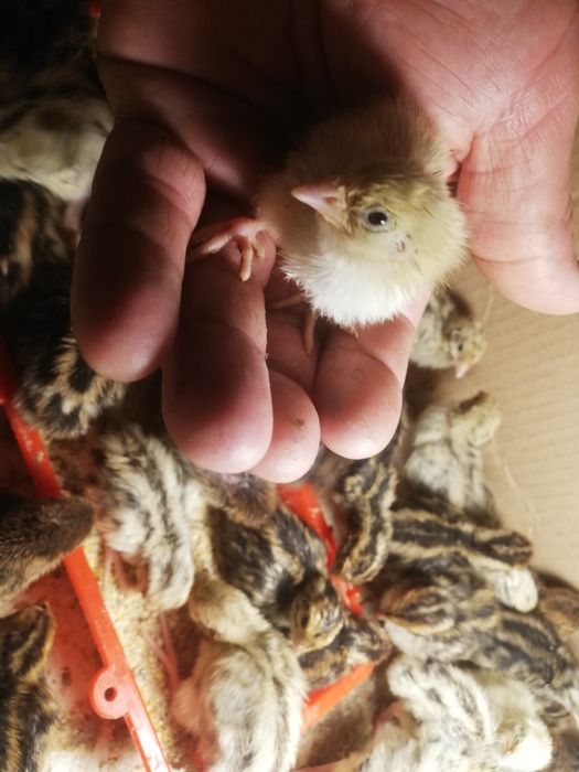 Oua de prepelite pentru consum și incubare.