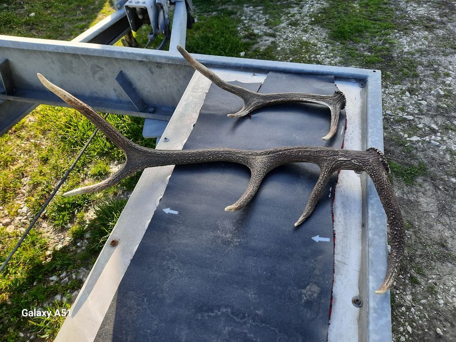 Рога от елен 2 броя