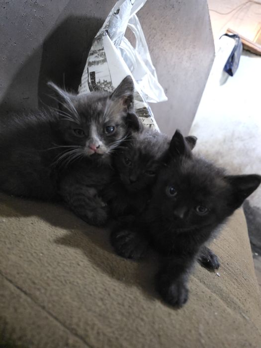 Отдам милых котят