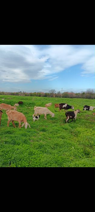 Продавам 5/пет/ кози, един пръч и 9/девет/ ярета