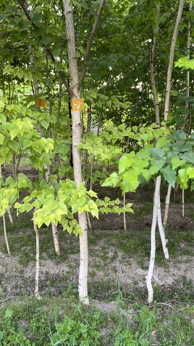 Beryoza берёза oq qayin Ок кайин