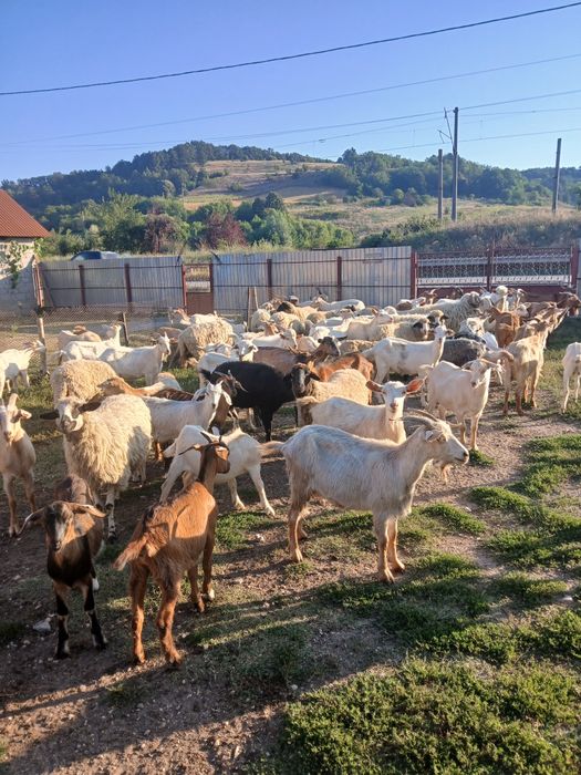 CAPRE  de vanzare