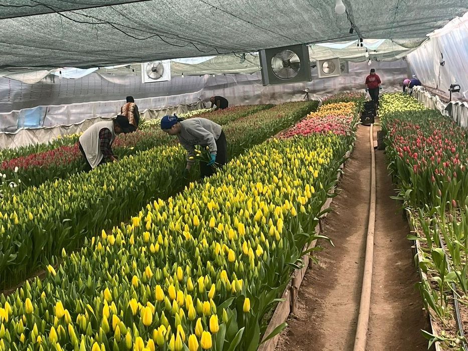 Тюльпаны голландский