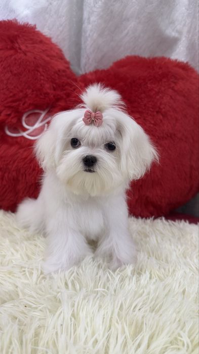 Кукольная девочка мальтезе