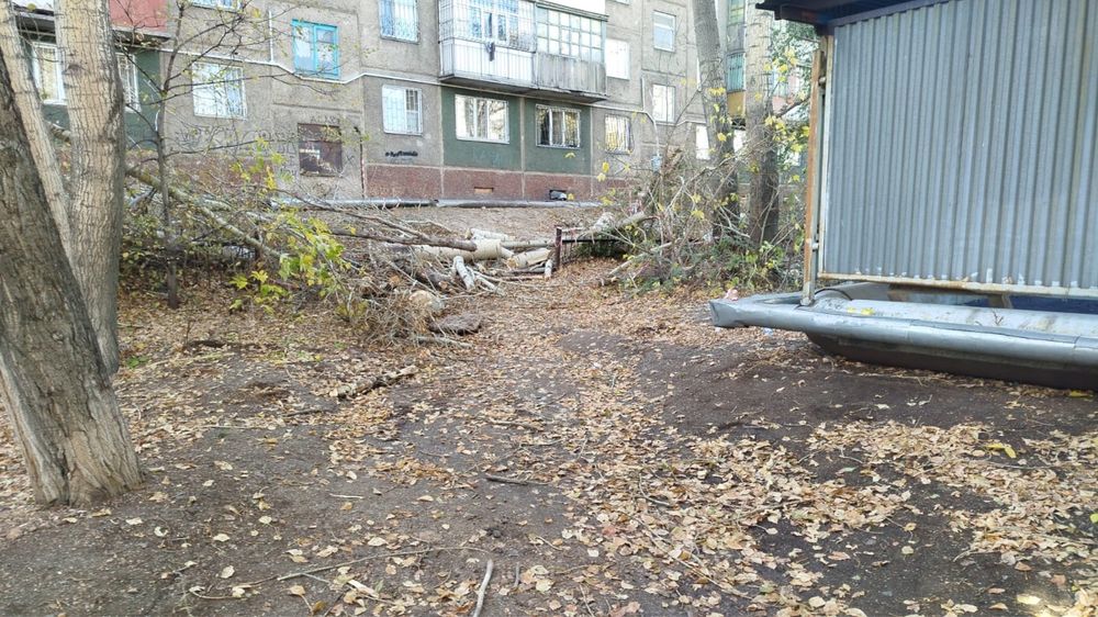 Тегін отын ағашы Дрова бесплатно