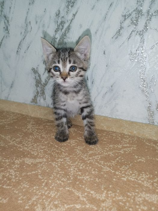Котята котята котята