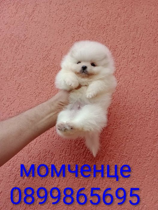Мини момиченце и момиченце Померани