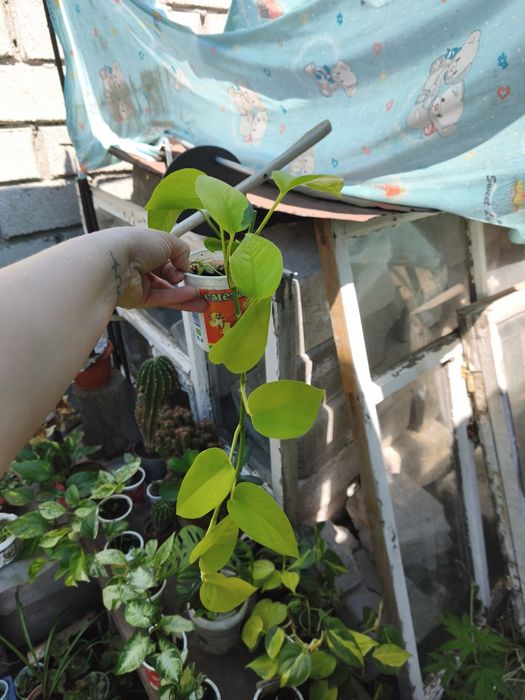 Продам комнатные растения