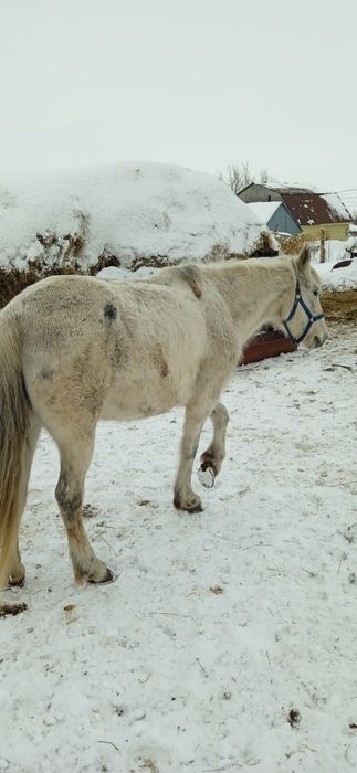 Продам кобылу жеребую