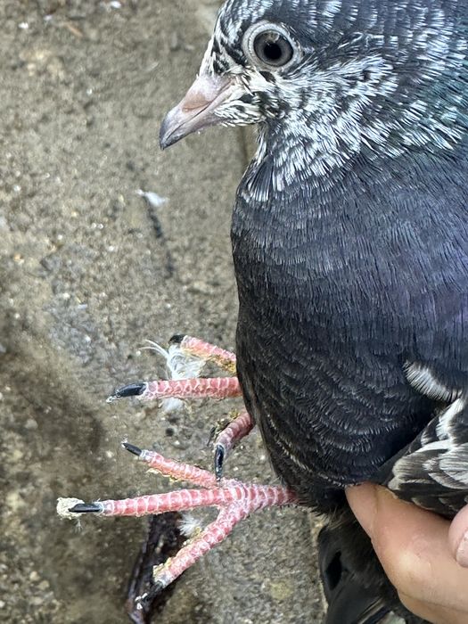 Пакистански голубы