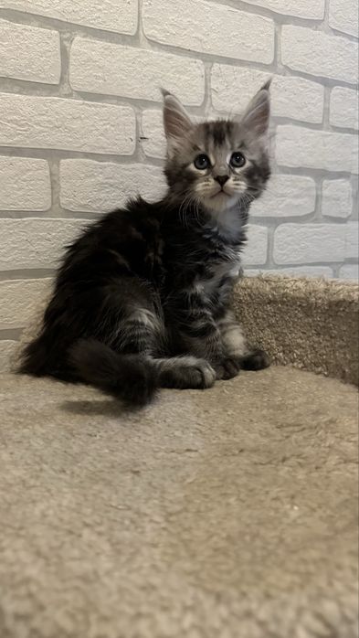 Куно-Детки_продажа_питомник