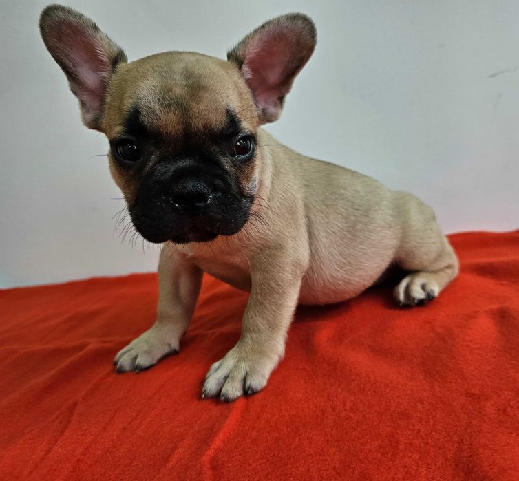 Femela Bulldog francez