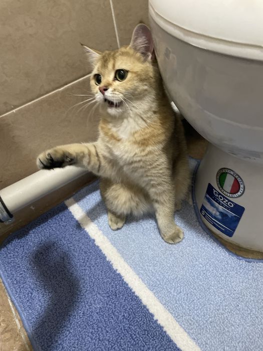 Zolotaya britanskaya shinshilla sotiladi srochna