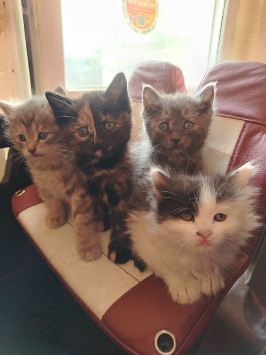 Кошки маленькие продаются