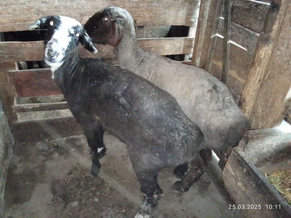 Продам жырные бараны большие