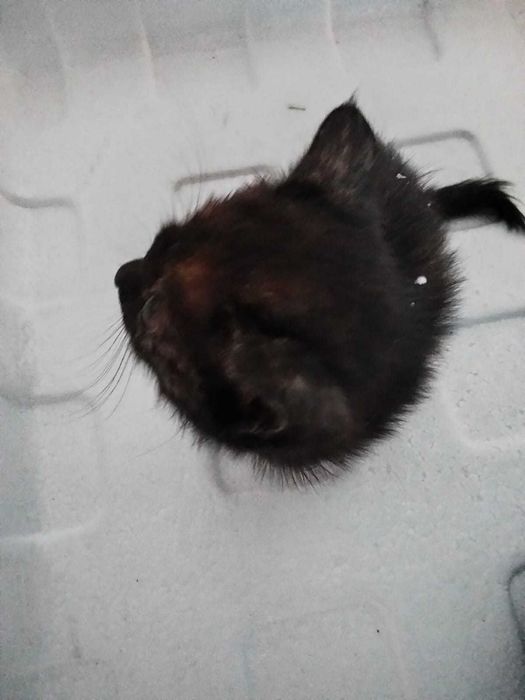 котики  в добрые руки