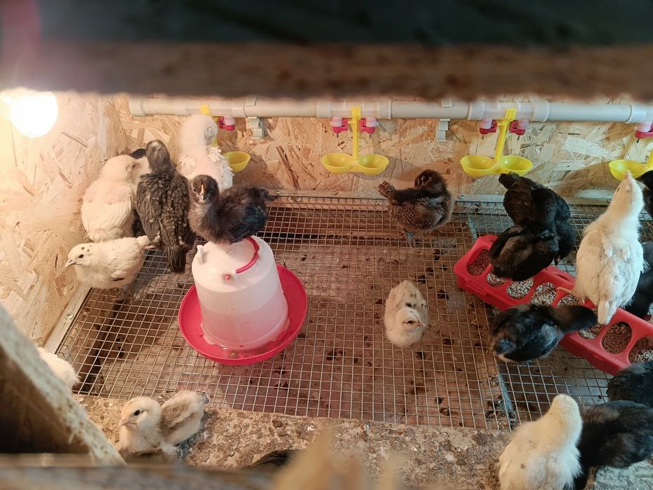 Суточные цыплята