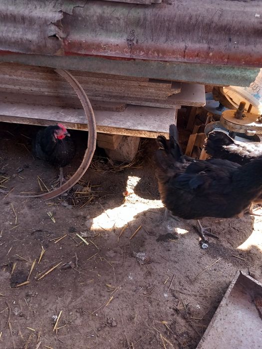 Ouă de incubat Australop