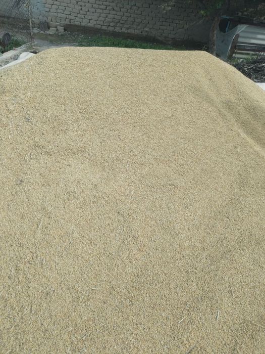 Arpa don optom sklad arpa арпа оптом склад  ячмень