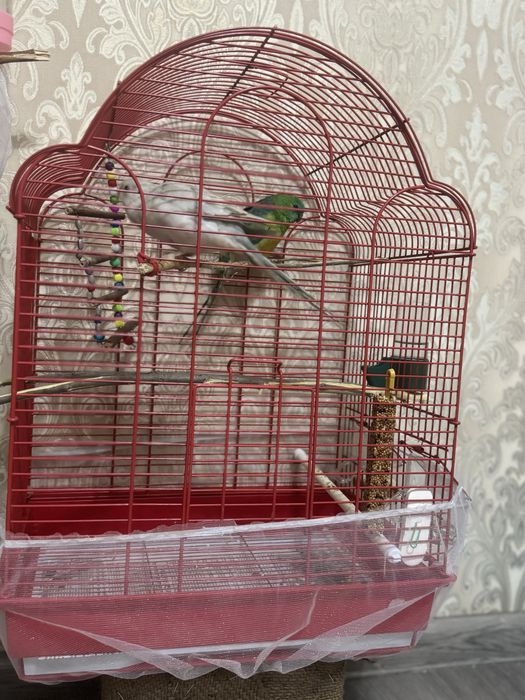 Попугаи певьчие