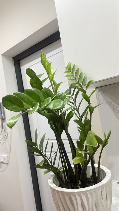 Замиокулькас цветы домашние