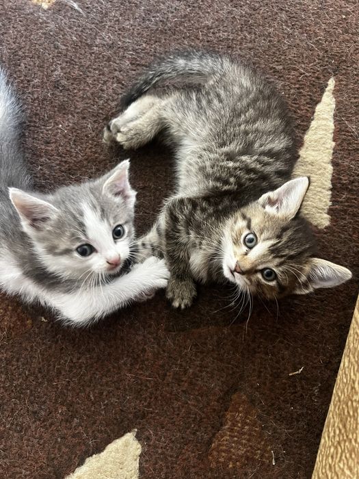 Котята, 1,5 мес, мальчики и девочки