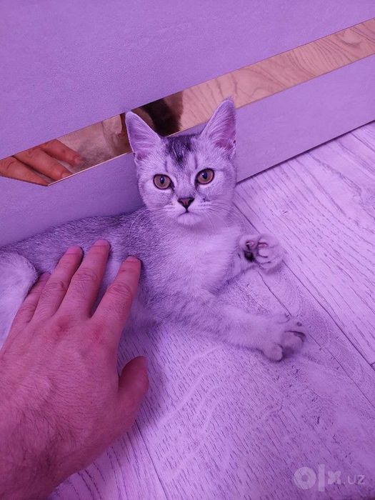 Котёнок мушукча Mushukcha