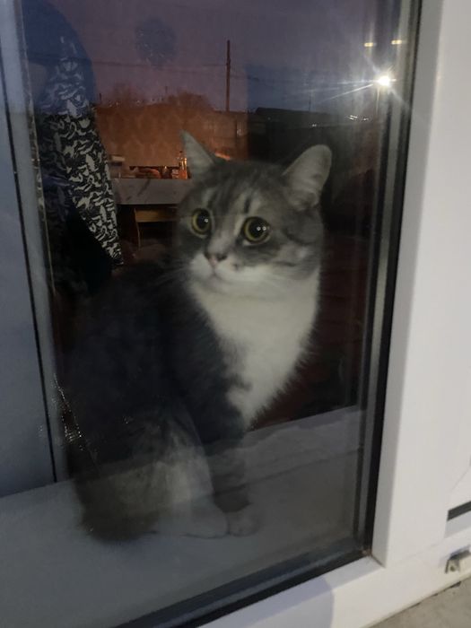 Кот по имени Баки, ищет дом