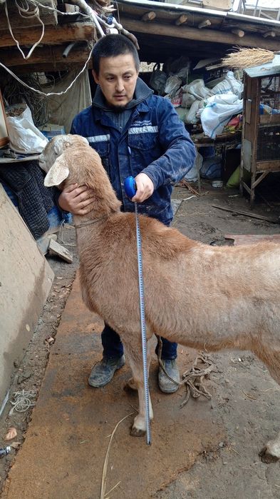 Avgon qoʻchqor sotiladi