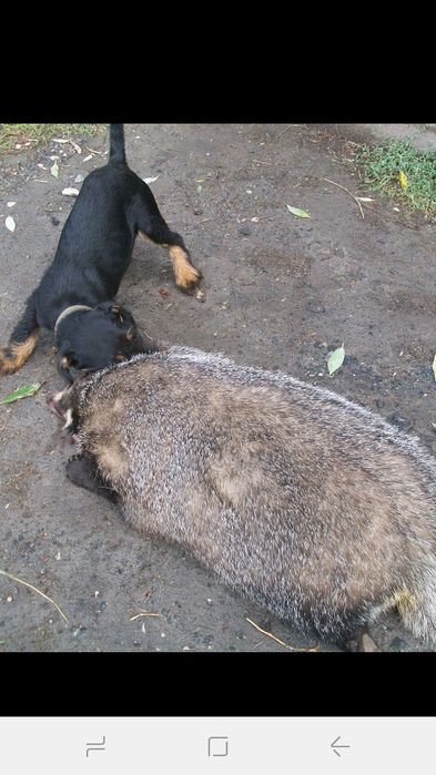 Ягдтерьер и Фокстерьер.