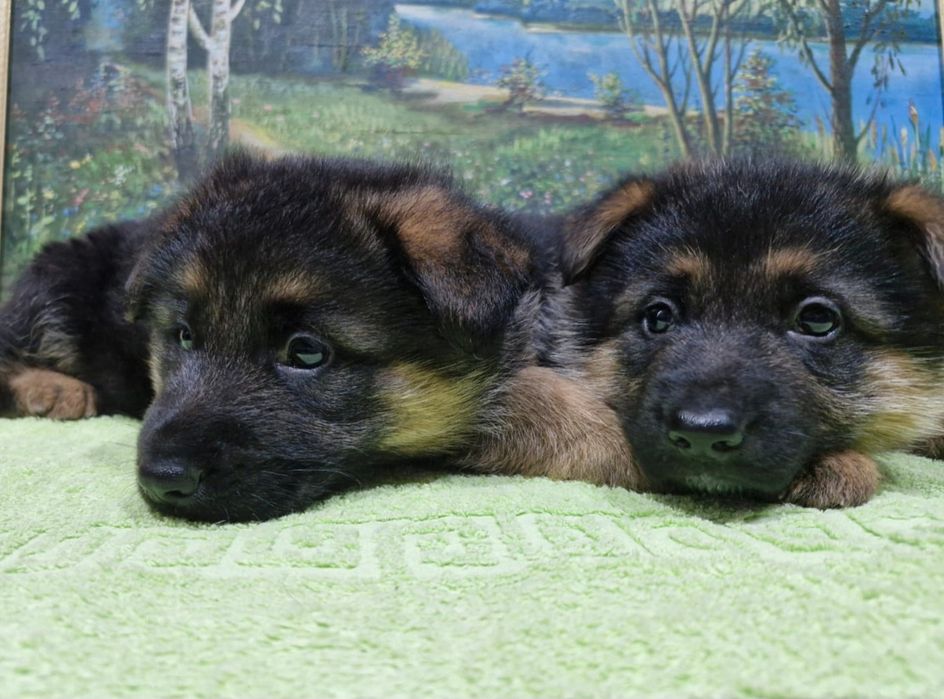 Щенки немецкой овчарки