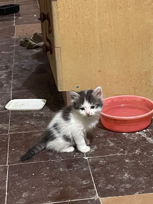 Домашние Котята ищут себе дом