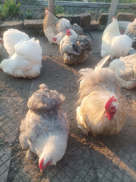 Кохин кокошки чифт