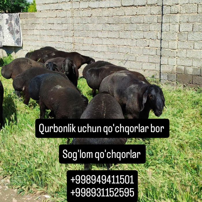 Qo'chqorlar sotiladi
Toza go'shtiga 155 000 d
