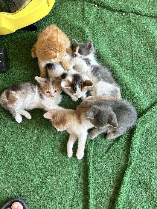 Подарявам котки