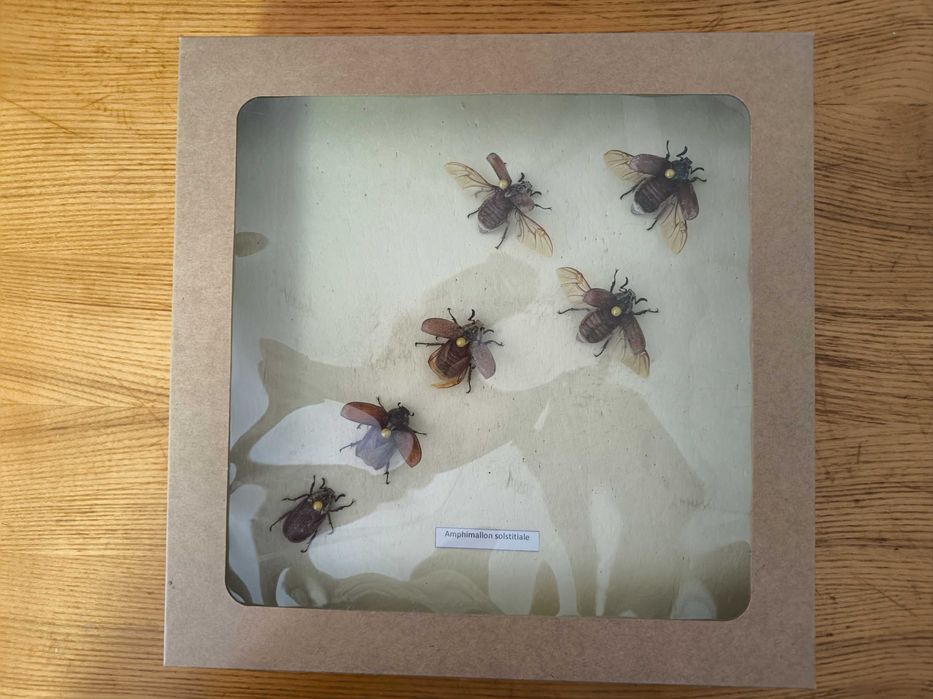 Картина Репина "Жук скаробей".