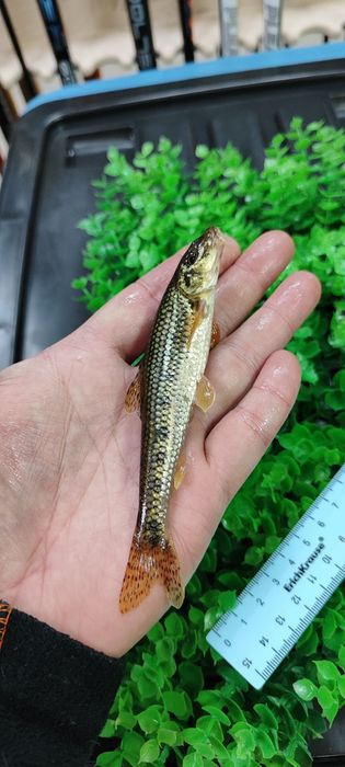 Живец плотва, пескарь